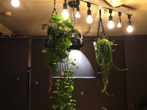 富山　家具　ミヤモト家具　おしゃれ　観葉植物